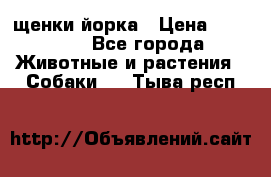 щенки йорка › Цена ­ 15 000 - Все города Животные и растения » Собаки   . Тыва респ.